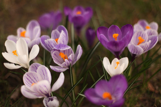 What Are the Uses of Dried Flowers?