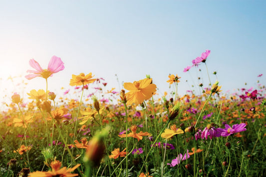 What Are the Best Methods for Drying Flowers?