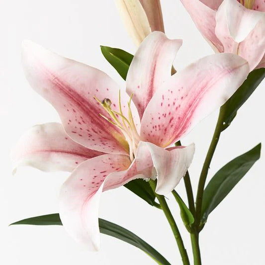 Oriental lilies