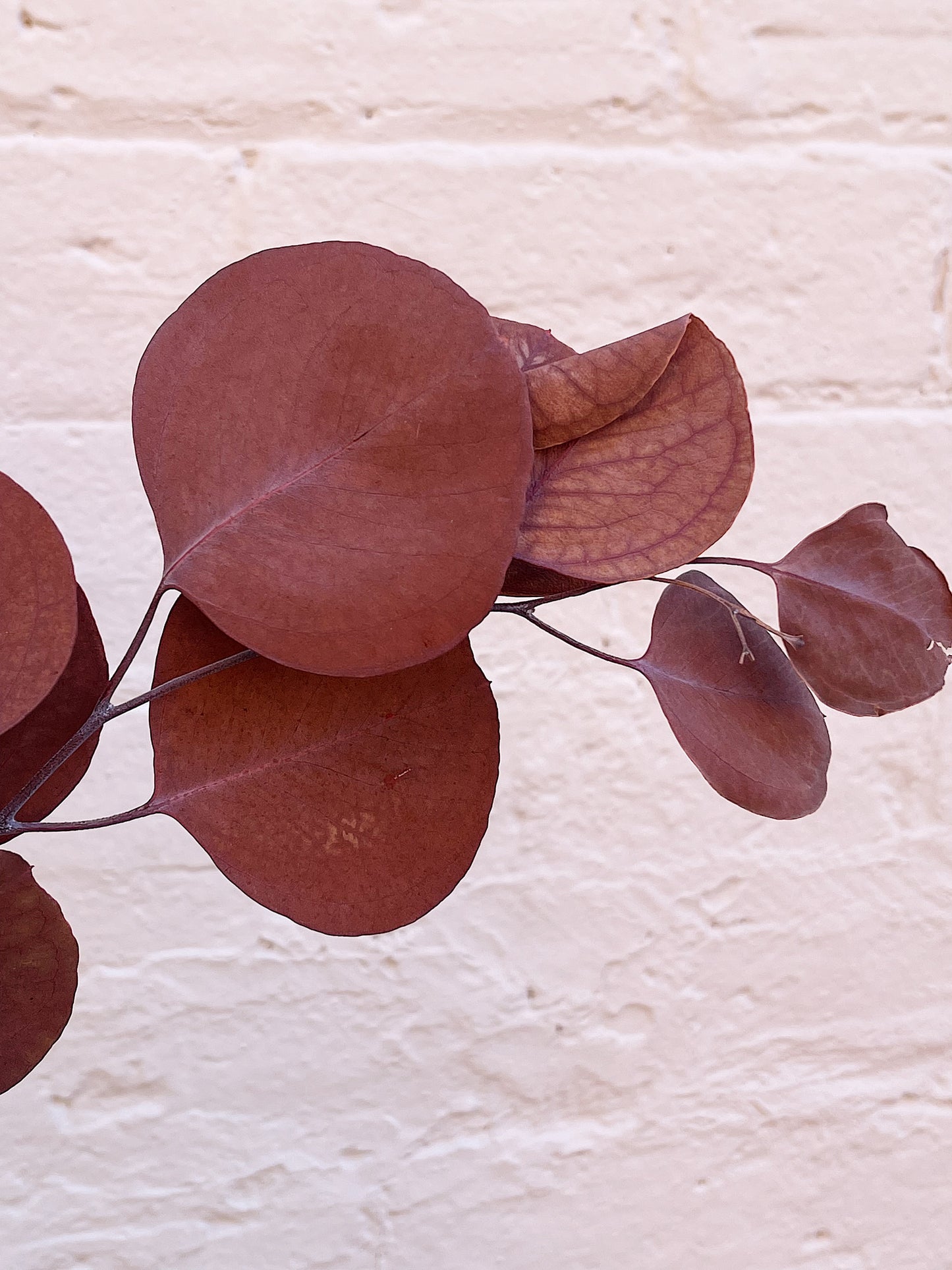 Dried arrangement "White Regency"