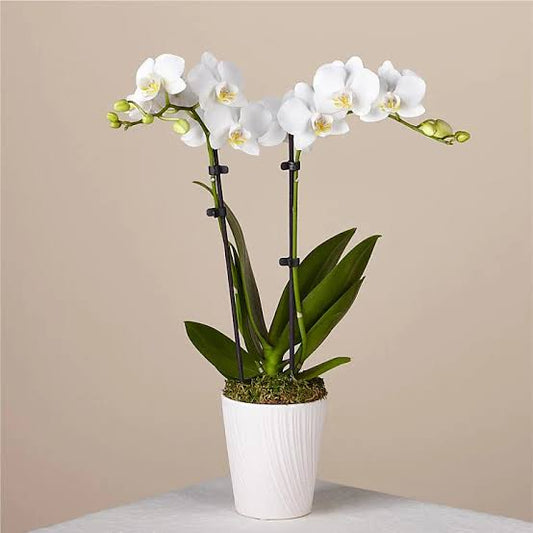 Phalenopsis Orchid Double Potted